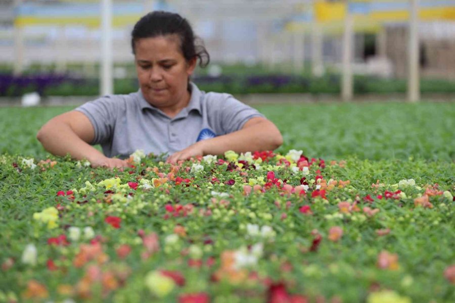 Antalya Sokaklarını 3 Milyon Çiçek Süsleyecek
