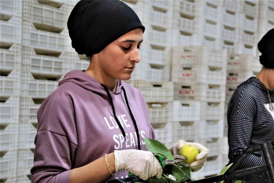 Savaşan Ülkelere Durma Noktasına Gelen Tarım Ürünleri İhracatı Yeniden Başladı