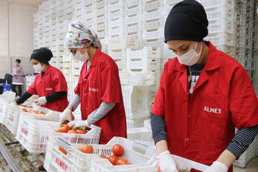Savaşan Ülkelere Durma Noktasına Gelen Tarım Ürünleri İhracatı Yeniden Başladı