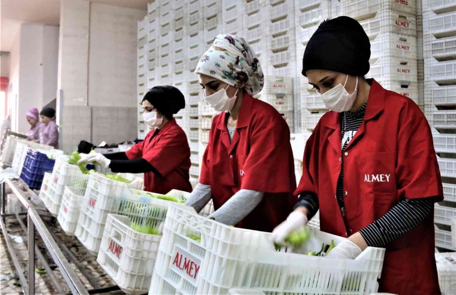 Savaşan Ülkelere Durma Noktasına Gelen Tarım Ürünleri İhracatı Yeniden Başladı