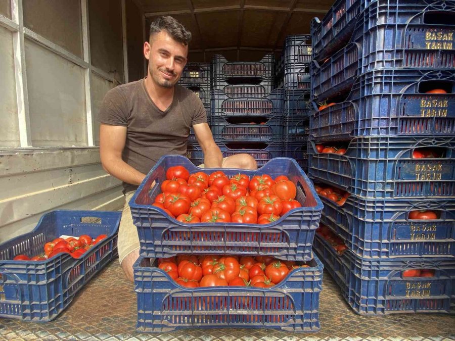 Antalya’da Sezonun İlk Domates Hasadı Yapıldı