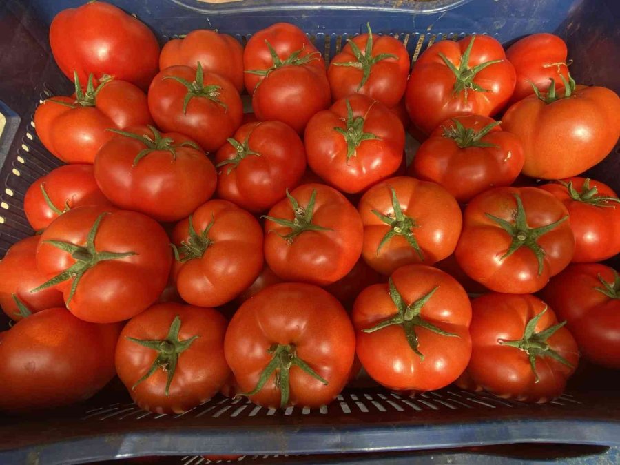Antalya’da Sezonun İlk Domates Hasadı Yapıldı