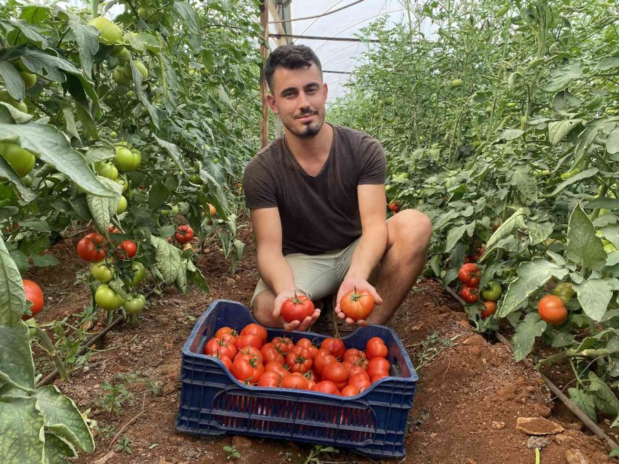 Antalya’da Sezonun İlk Domates Hasadı Yapıldı