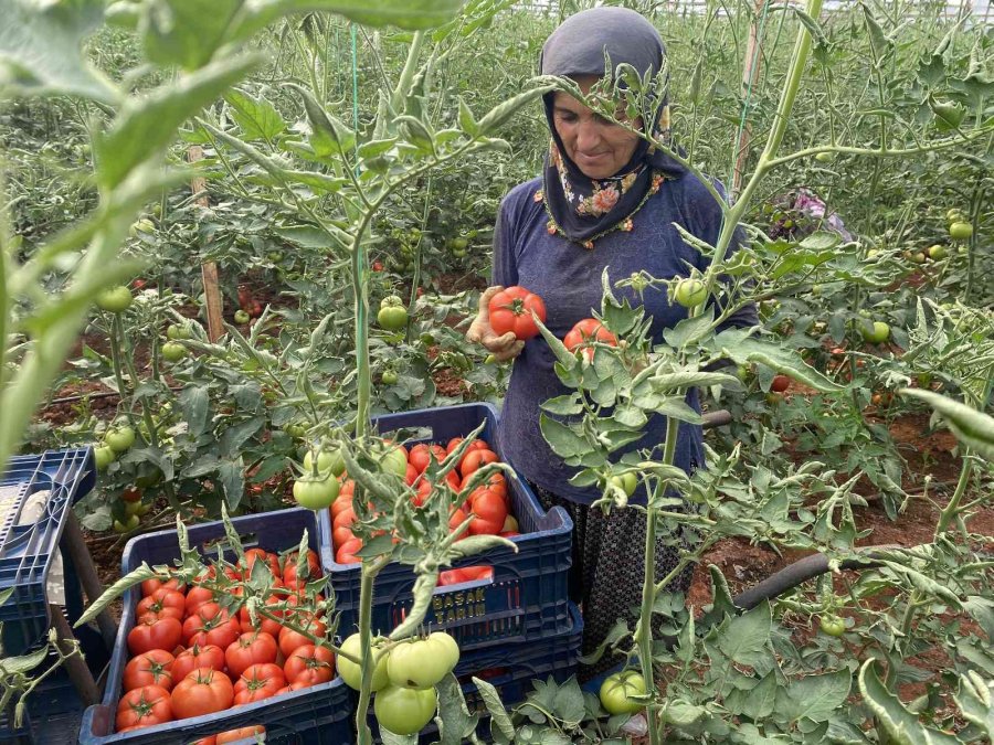 Antalya’da Sezonun İlk Domates Hasadı Yapıldı