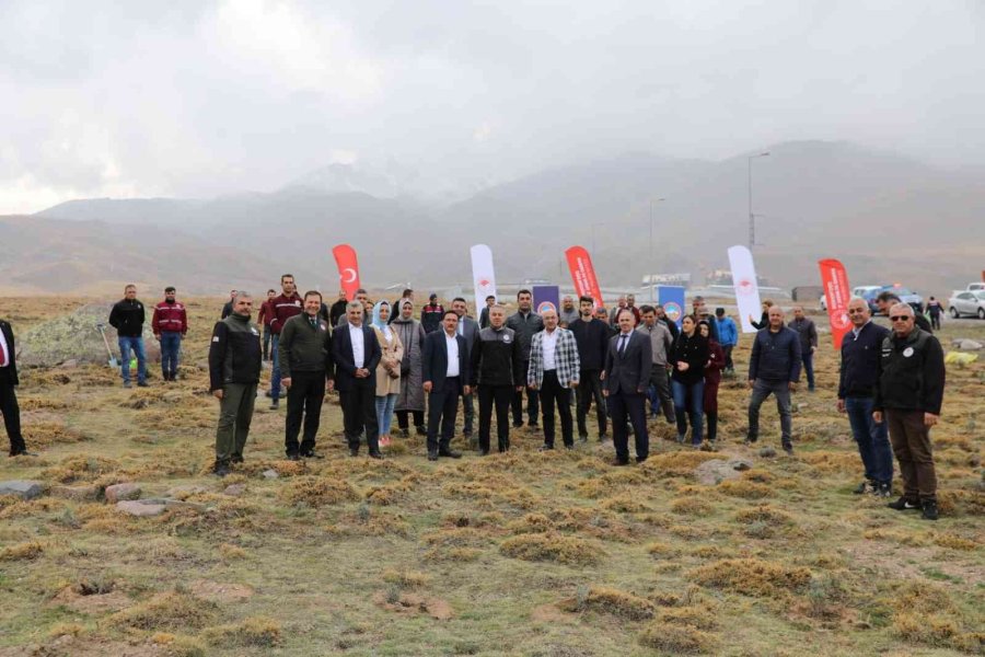 Erciyes Lavantayla Renkleniyor