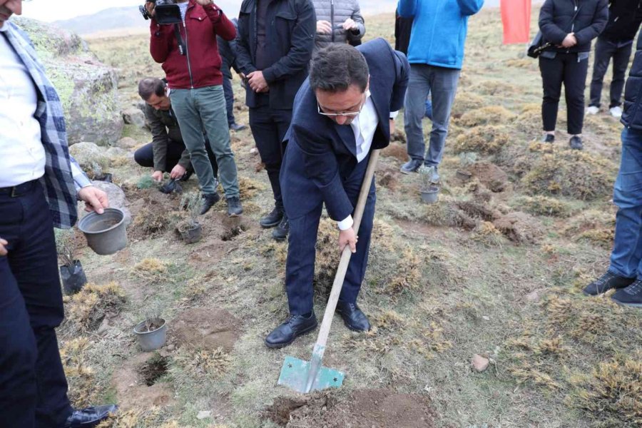 Erciyes Lavantayla Renkleniyor