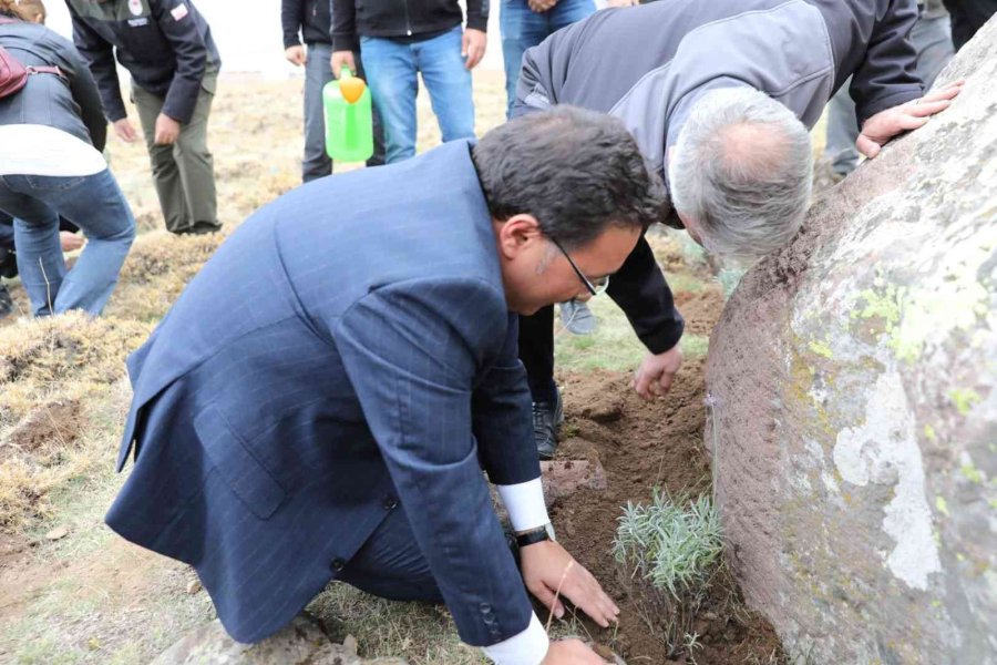 Erciyes Lavantayla Renkleniyor