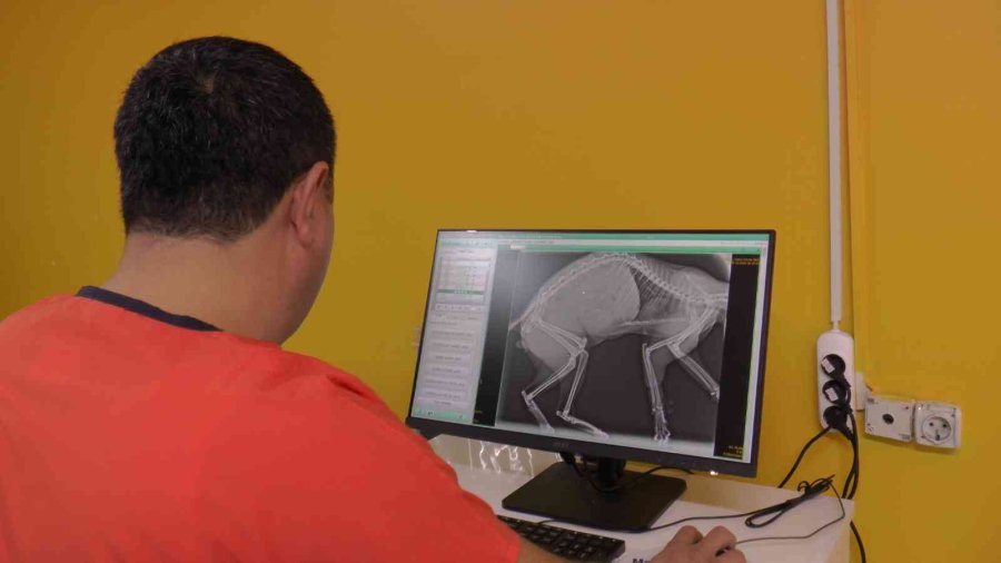 Yaz Sineklerine Erken Tedbirle Çözüm