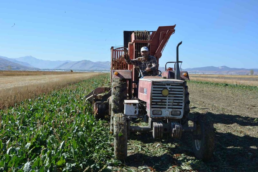 Korkuteli’nde Şeker Pancarında Yüksek Rekolte Yüzleri Güldürdü