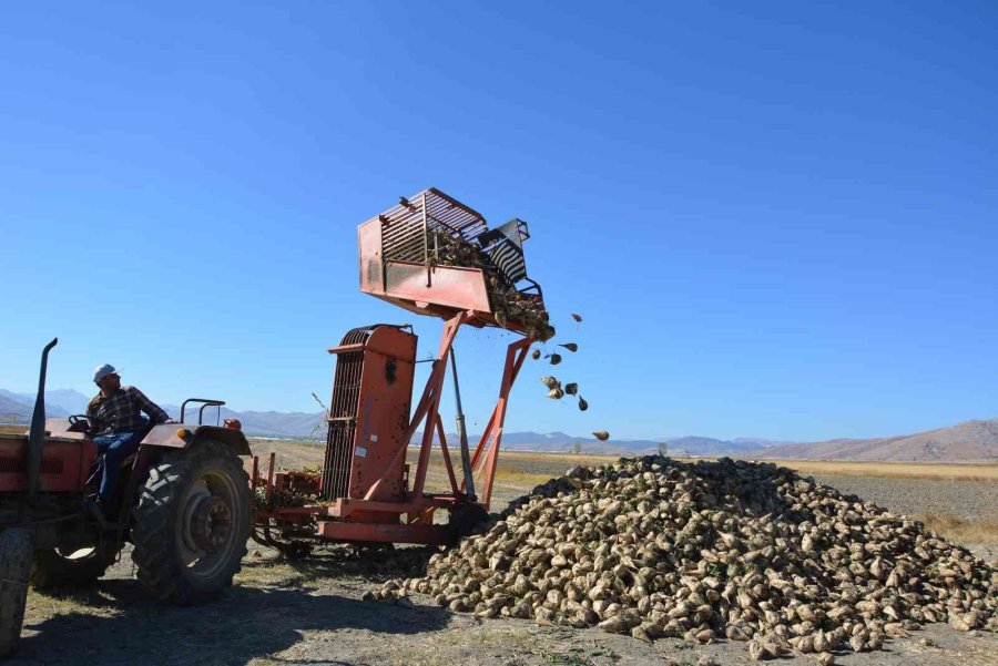 Korkuteli’nde Şeker Pancarında Yüksek Rekolte Yüzleri Güldürdü