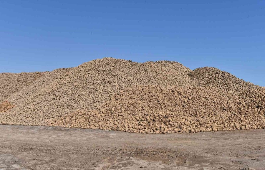 Korkuteli’nde Şeker Pancarında Yüksek Rekolte Yüzleri Güldürdü