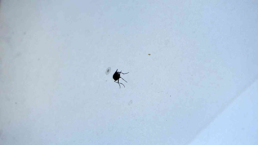 Yaz Sineklerine Erken Tedbirle Çözüm