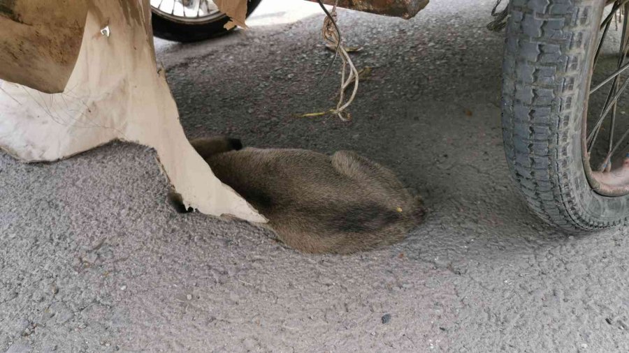 Köpekleri Çuvala Koydu, Müdahale Eden Polise Saldırdı