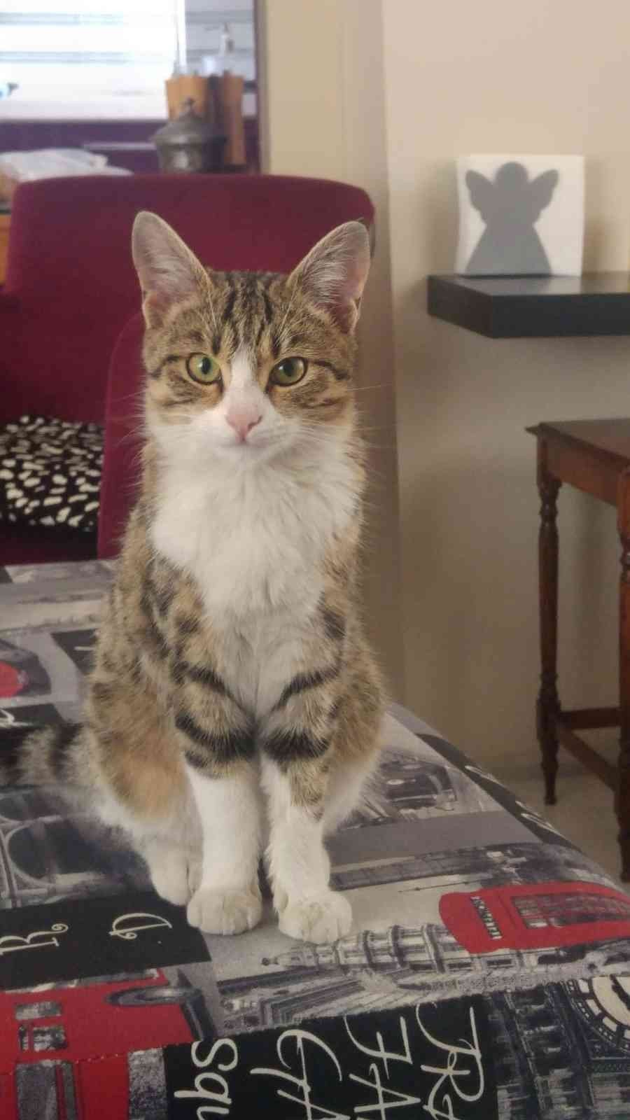 7’nci Kattan Aşağı Düşen ’lokum’ Hayatta Kalmayı Başardı