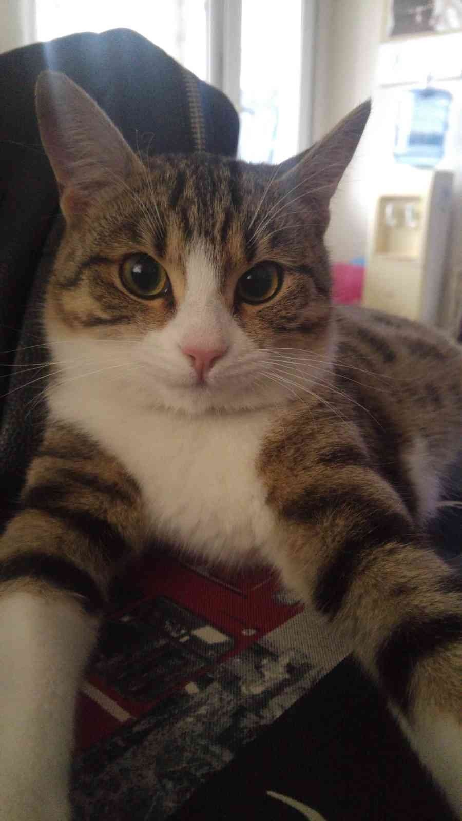 7’nci Kattan Aşağı Düşen ’lokum’ Hayatta Kalmayı Başardı