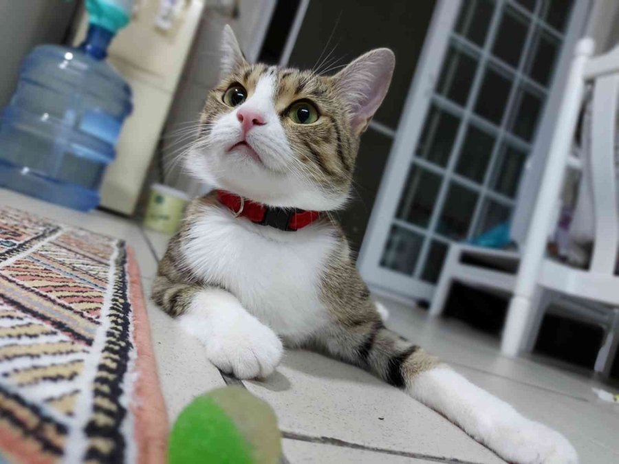 7’nci Kattan Aşağı Düşen ’lokum’ Hayatta Kalmayı Başardı