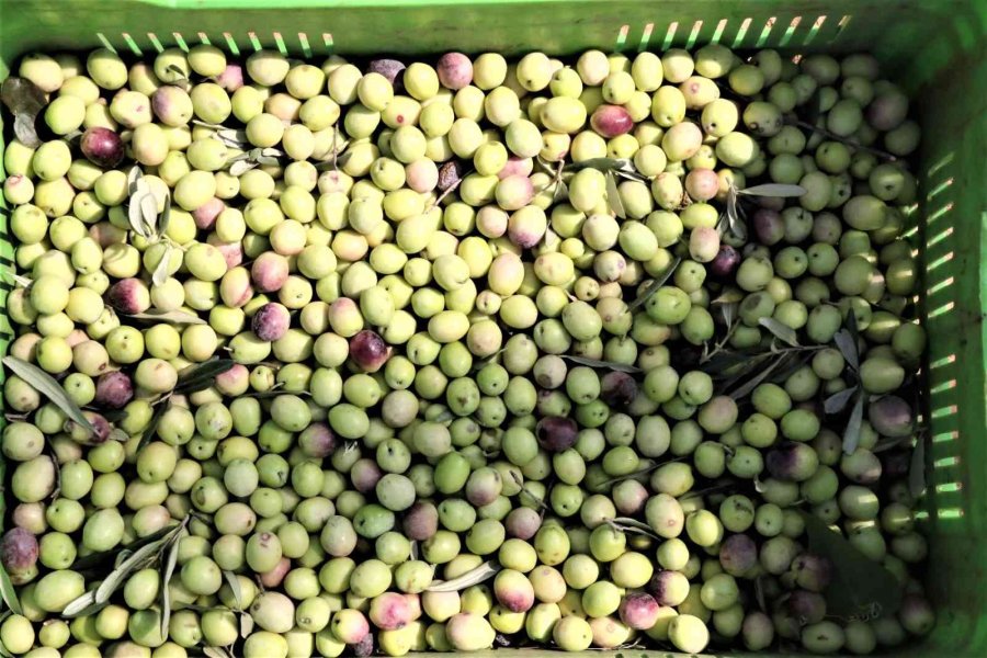 Özenle Korunan Bin 200 Yıllık Zeytin Ağacında Hasat Bereketi