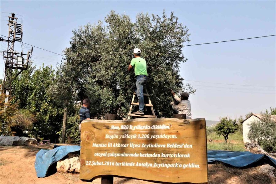 Özenle Korunan Bin 200 Yıllık Zeytin Ağacında Hasat Bereketi