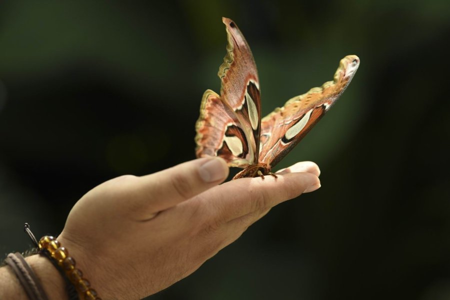 Konya Tropikal Kelebek Bahçesi 450 Bin 739 Ziyaretçiyi Ağırladı
