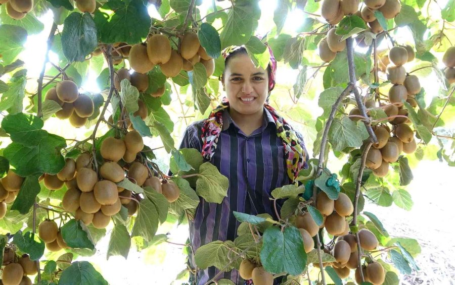 Birçok Ülkeye İhraç Ediliyor: Kivinin Bahçede Kilosu 10 Tl