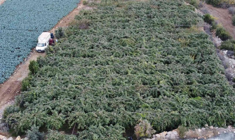 Birçok Ülkeye İhraç Ediliyor: Kivinin Bahçede Kilosu 10 Tl