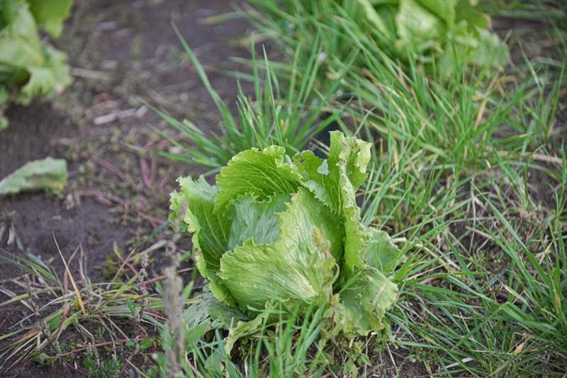 Kayseri’de İlk Kez "ıceberg Marul" Ekildi