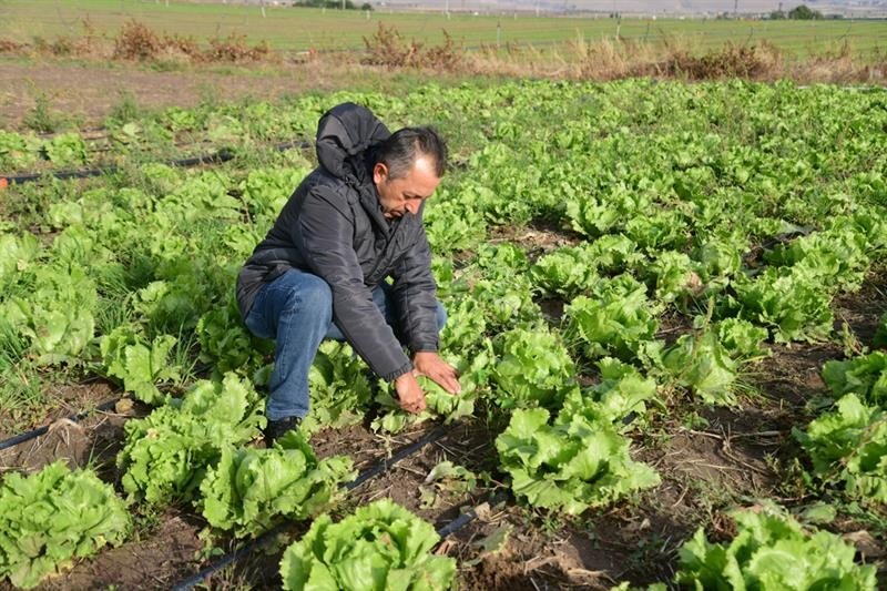 Kayseri’de İlk Kez "ıceberg Marul" Ekildi