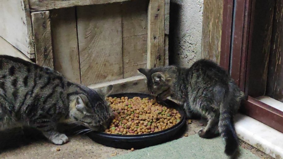 "kedilerin Babası" Kendi İmkanlarıyla 80 Kediyi Besliyor