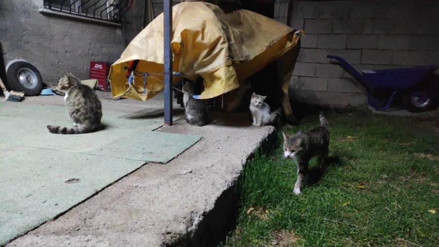 "kedilerin Babası" Kendi İmkanlarıyla 80 Kediyi Besliyor