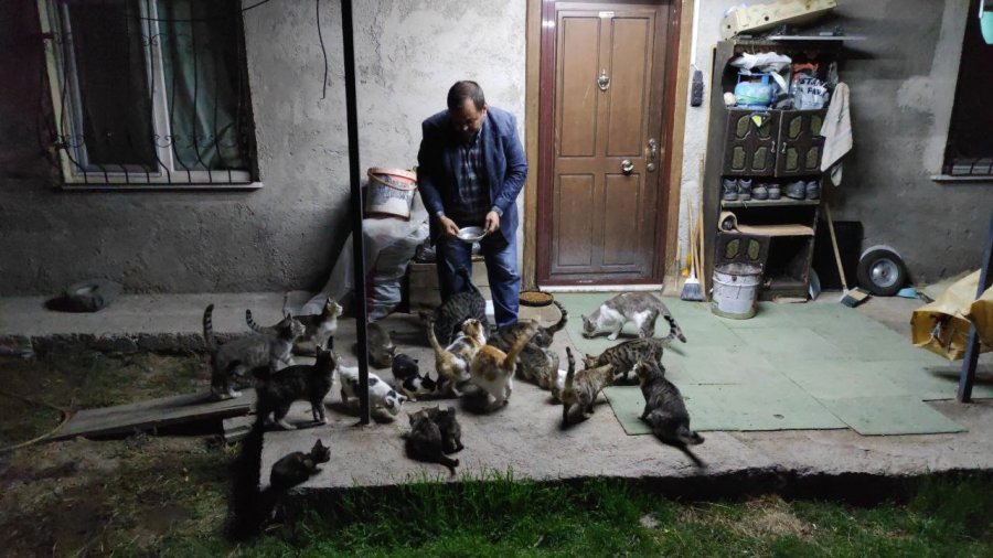 "kedilerin Babası" Kendi İmkanlarıyla 80 Kediyi Besliyor