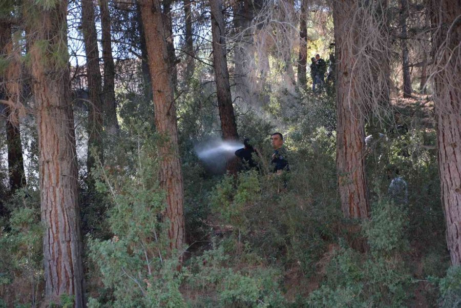 Antalya’da Orman Yangını Büyümeden Söndürüldü