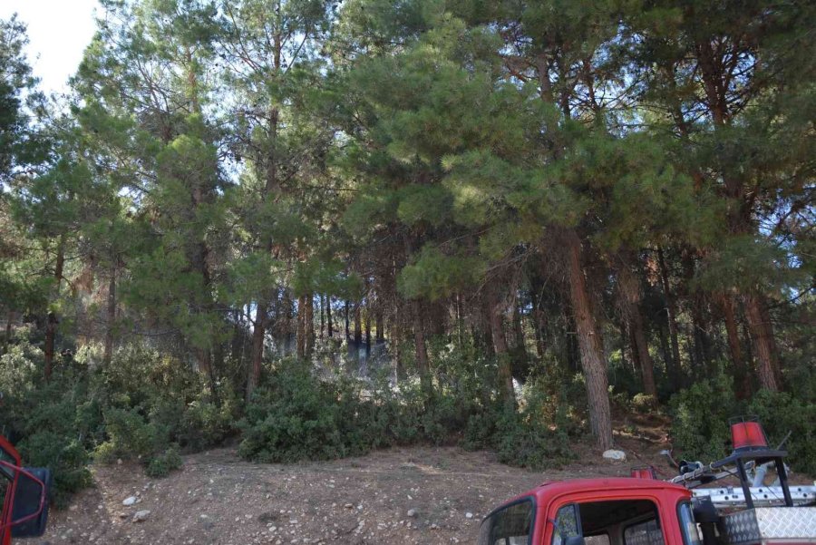 Antalya’da Orman Yangını Büyümeden Söndürüldü