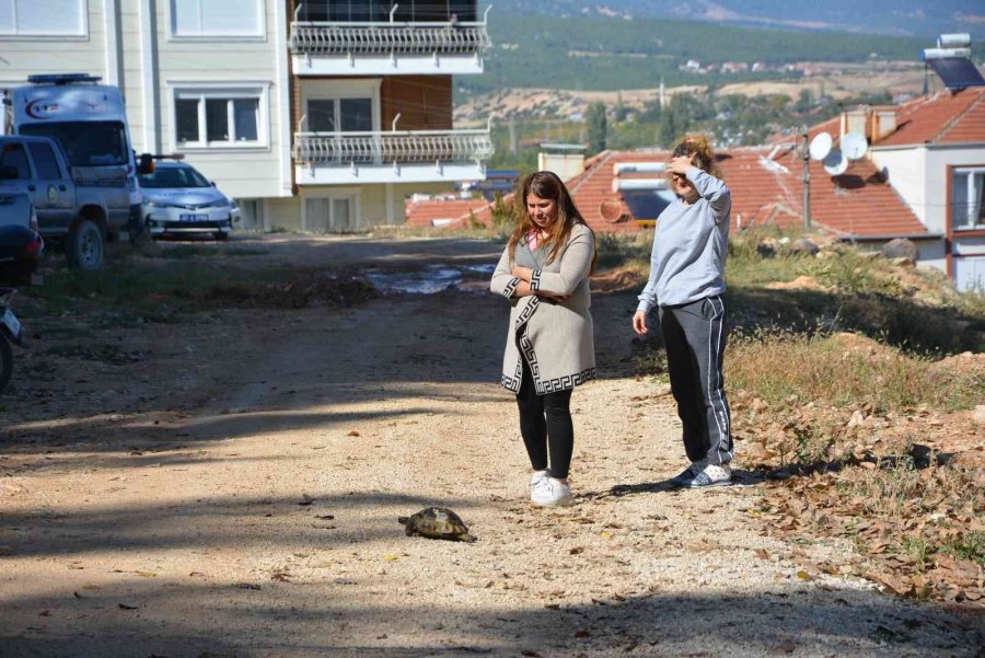 Antalya’da Orman Yangını Büyümeden Söndürüldü