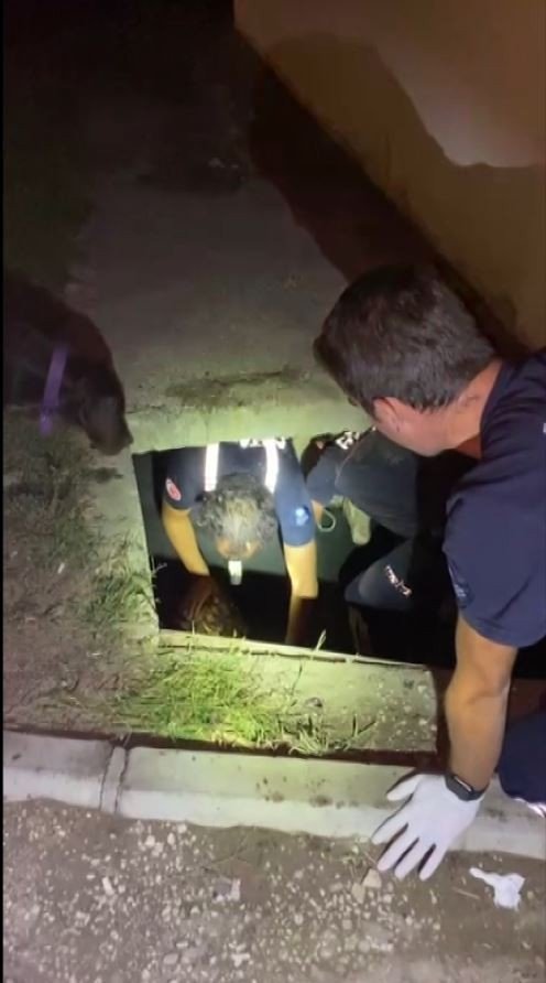 Sahibiyle Gezintiye Çıkan Köpeğin Dikkati Koyunu Ölümden Kurtardı