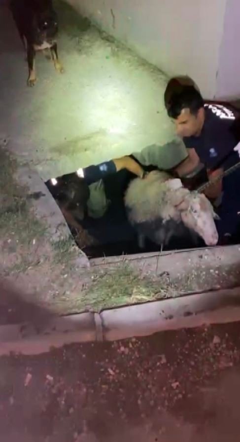 Sahibiyle Gezintiye Çıkan Köpeğin Dikkati Koyunu Ölümden Kurtardı