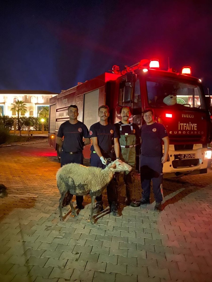 Sahibiyle Gezintiye Çıkan Köpeğin Dikkati Koyunu Ölümden Kurtardı