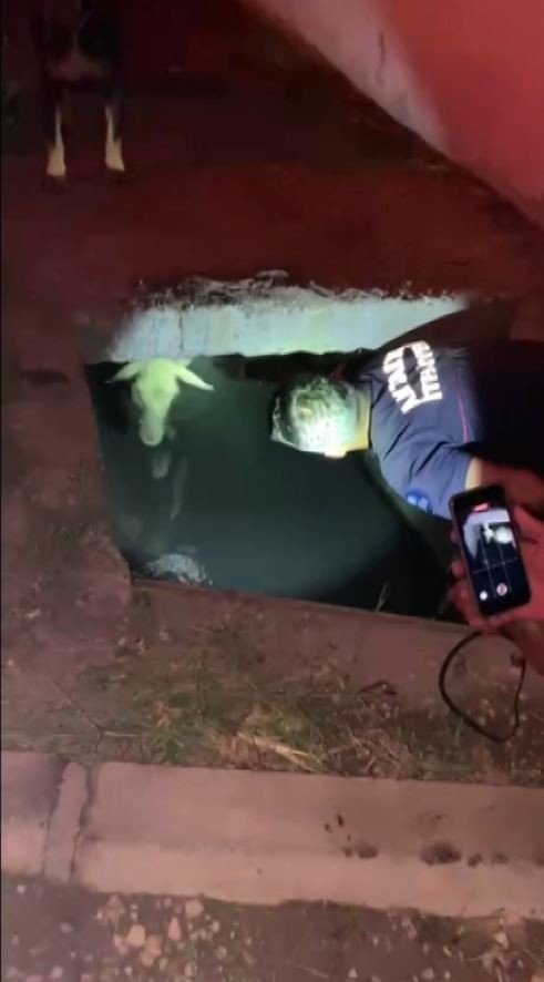 Sahibiyle Gezintiye Çıkan Köpeğin Dikkati Koyunu Ölümden Kurtardı