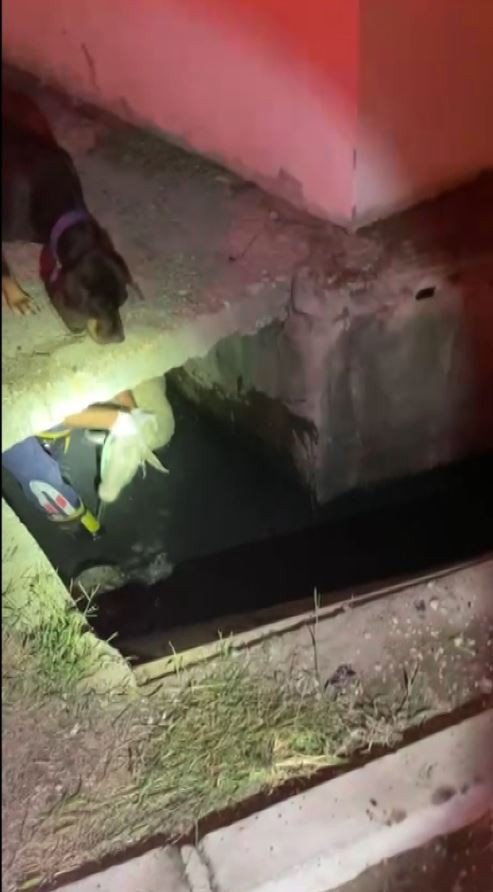 Sahibiyle Gezintiye Çıkan Köpeğin Dikkati Koyunu Ölümden Kurtardı