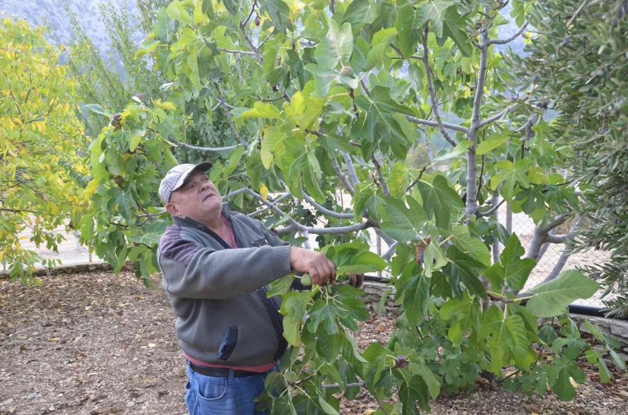 Toroslar’ın Yüksek Kesimlerinde İncir Hasadı Sona Erdi