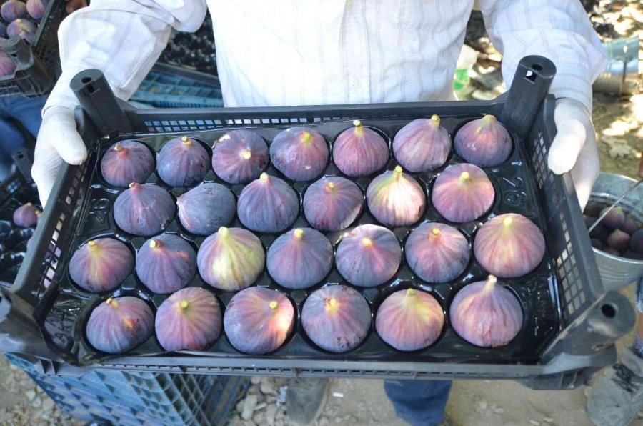 Toroslar’ın Yüksek Kesimlerinde İncir Hasadı Sona Erdi