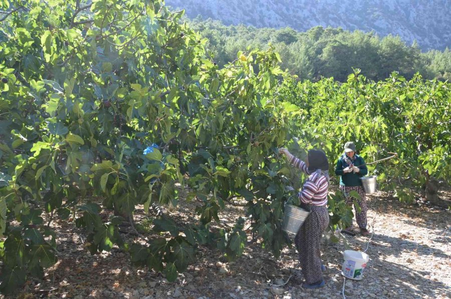 Toroslar’ın Yüksek Kesimlerinde İncir Hasadı Sona Erdi