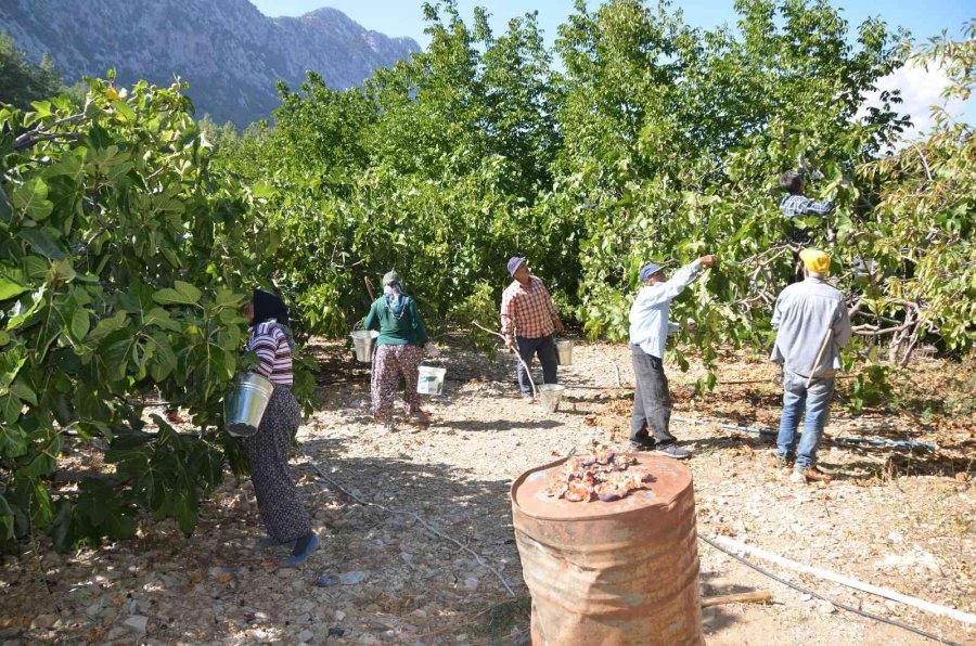 Toroslar’ın Yüksek Kesimlerinde İncir Hasadı Sona Erdi