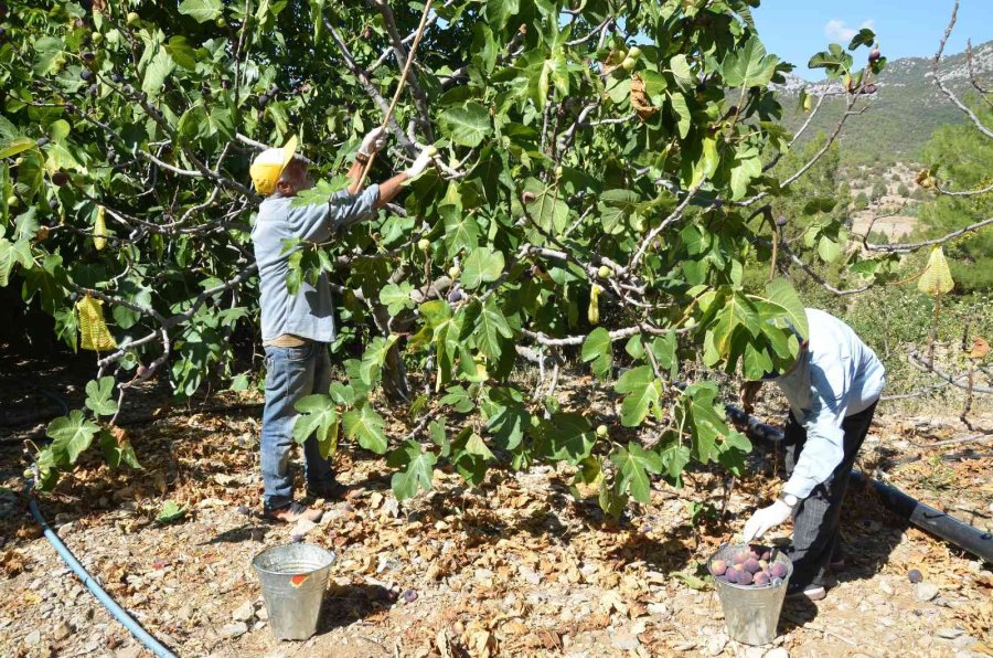 Toroslar’ın Yüksek Kesimlerinde İncir Hasadı Sona Erdi
