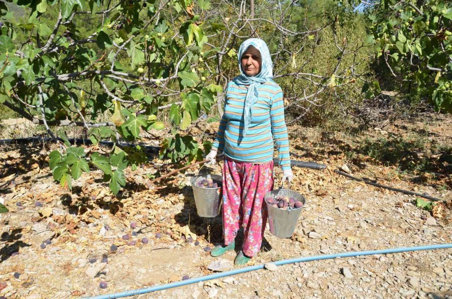 Toroslar’ın Yüksek Kesimlerinde İncir Hasadı Sona Erdi