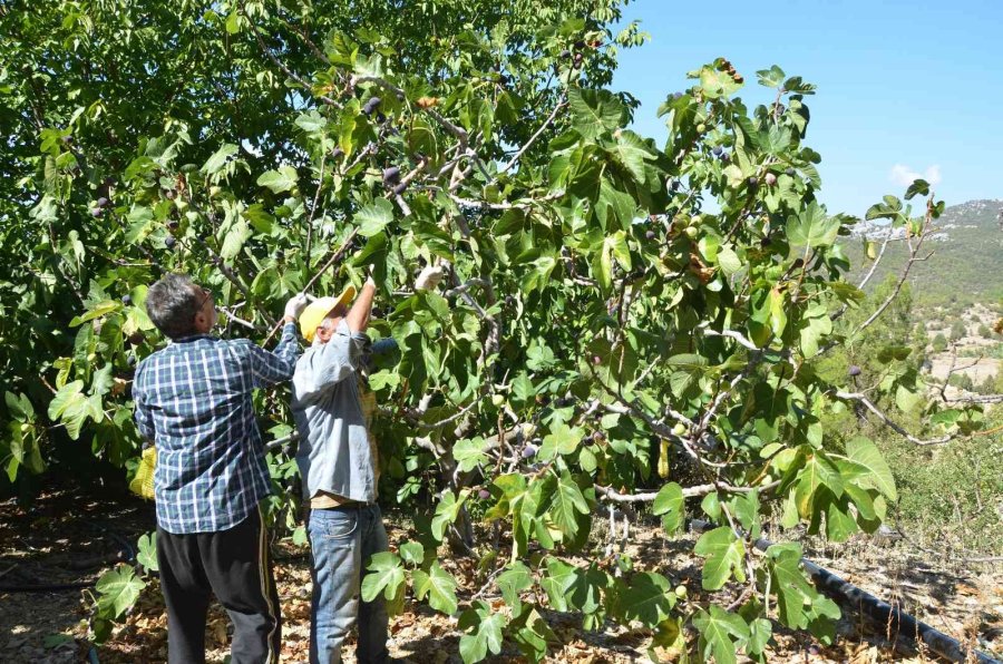 Toroslar’ın Yüksek Kesimlerinde İncir Hasadı Sona Erdi