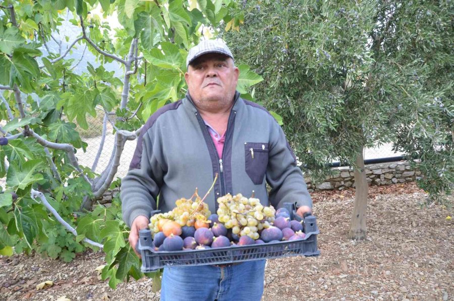 Toroslar’ın Yüksek Kesimlerinde İncir Hasadı Sona Erdi