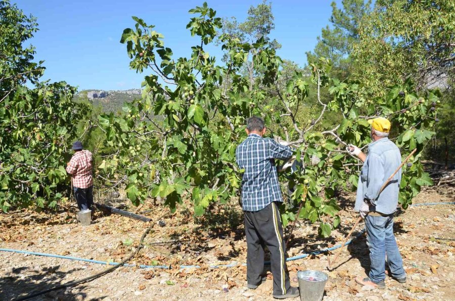Toroslar’ın Yüksek Kesimlerinde İncir Hasadı Sona Erdi