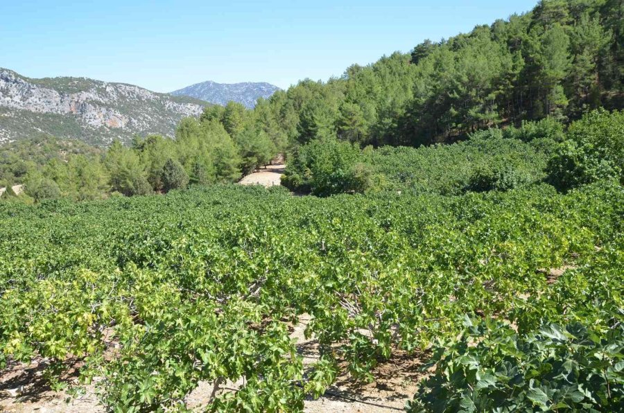 Toroslar’ın Yüksek Kesimlerinde İncir Hasadı Sona Erdi
