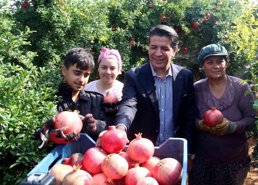 Fiyatı Yüzde Yüz Artan Nar Yüz Güldürüyor