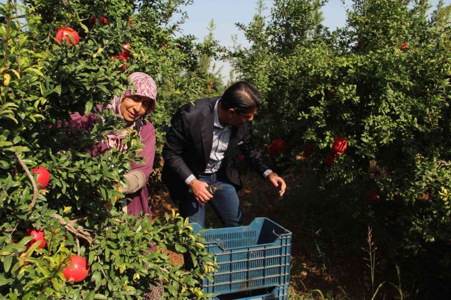 Fiyatı Yüzde Yüz Artan Nar Yüz Güldürüyor